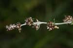 Spoon-leaf purple everlasting